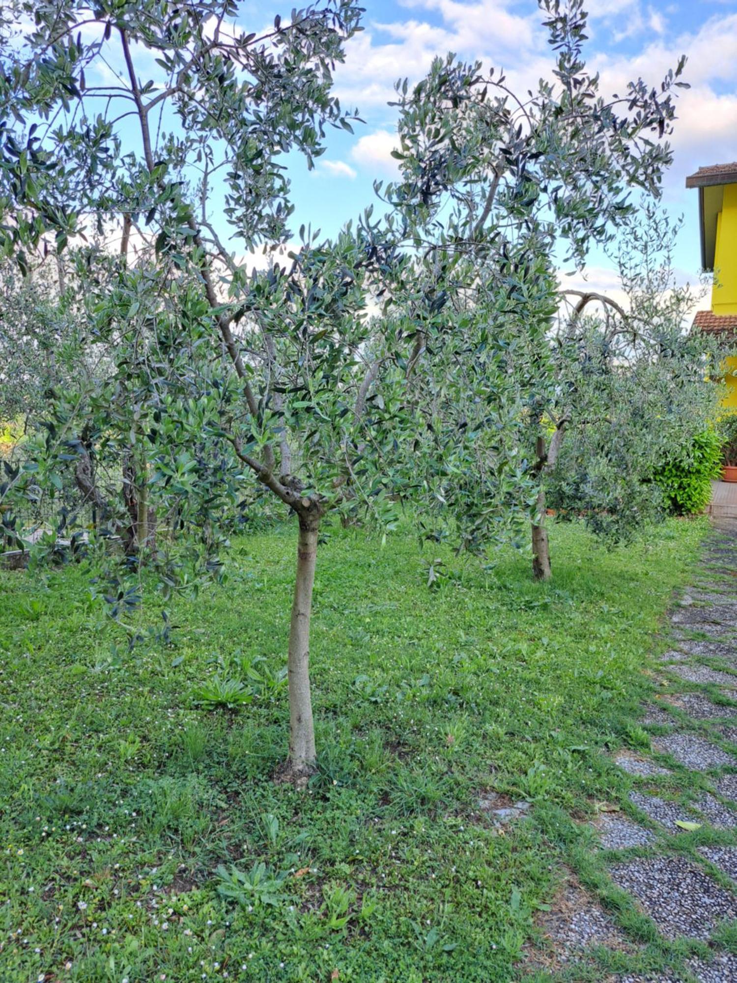 Casa Gli Ulivi Montepulciano Exterior foto